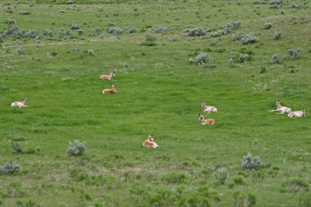 Troupeau d'élans LAMAR VALLEY