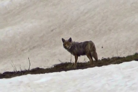 Loup au col de DAVEN PASS